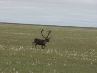 Another caribou